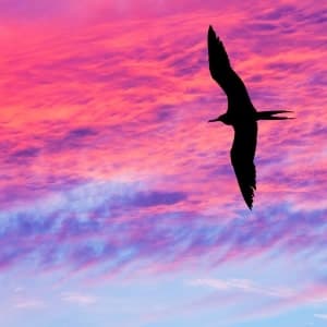 Fantasy Nature - thumbnail