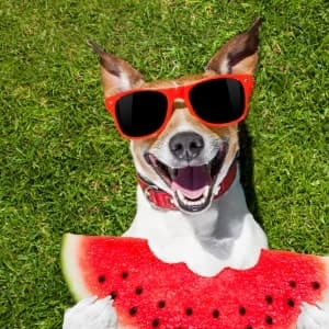 GoofBall - thumbnail