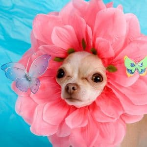 Hippo's Pool Party - thumbnail